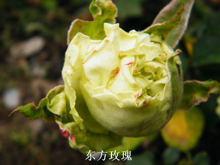 DSCF8261.jpg