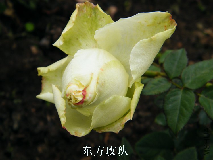 DSCF8266.jpg
