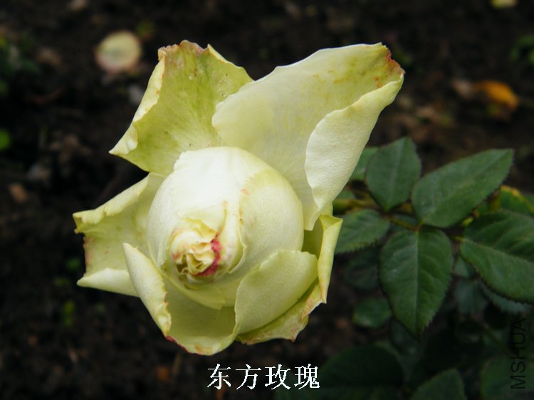 DSCF8267.jpg