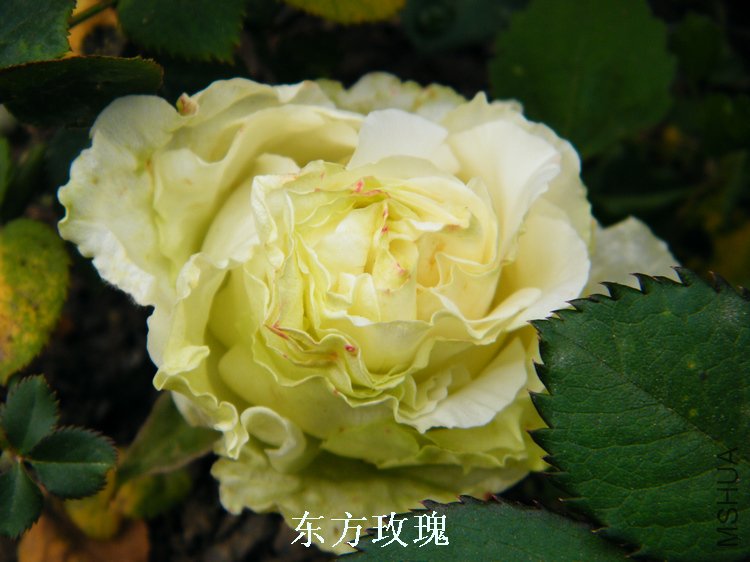 DSCF8262.jpg
