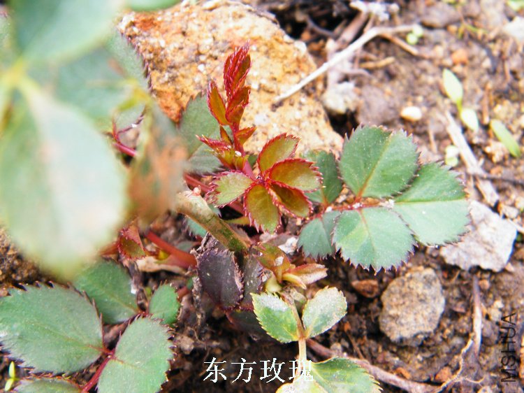 DSCF8279.jpg