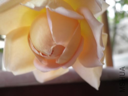 P1010005.jpg