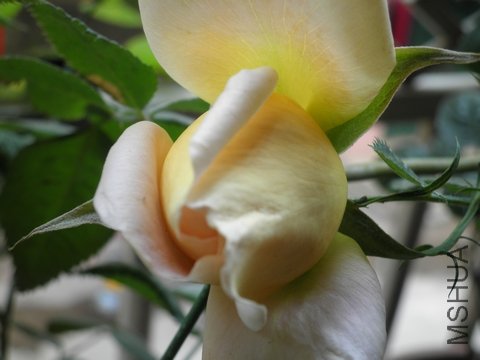P1010003.jpg