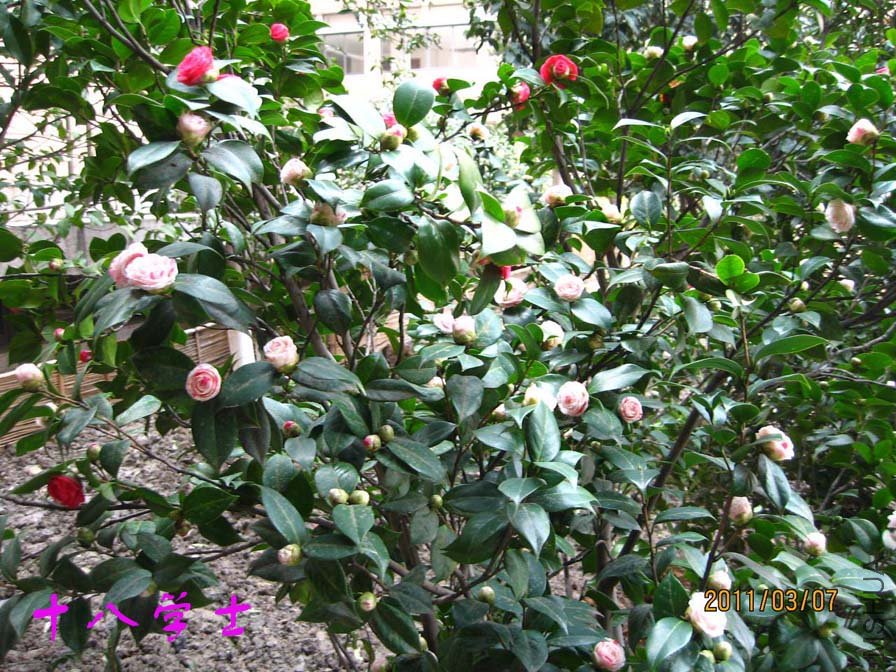 ��Ƭ11-3-7ca 00111.jpg