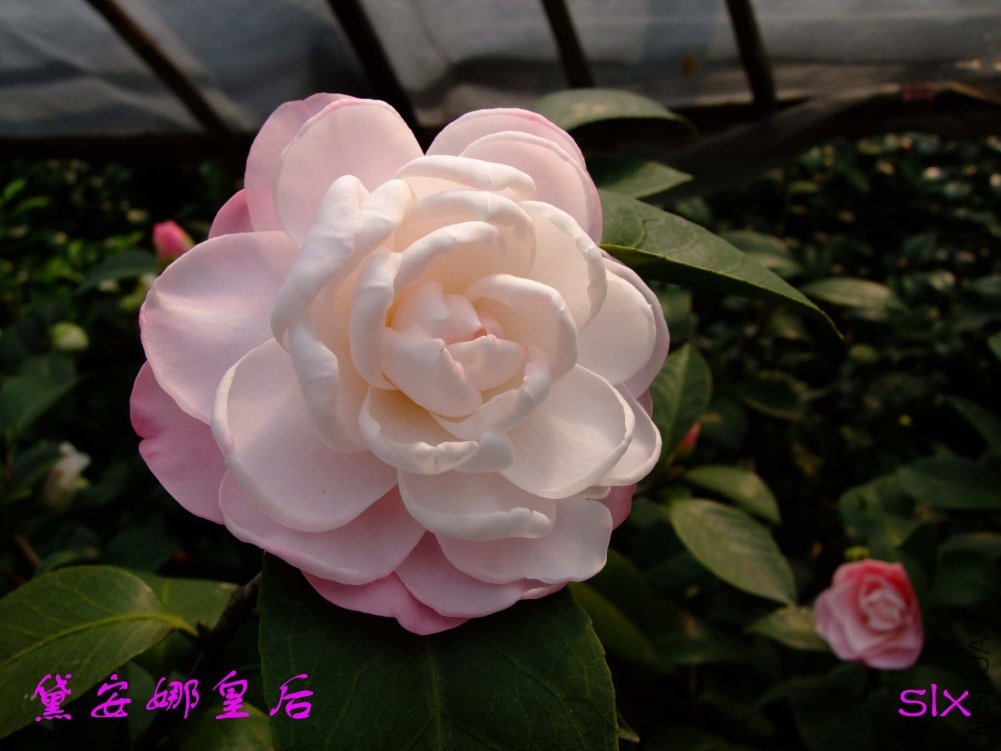 �찲�Ȼʺ�11-3-9f (1).jpg