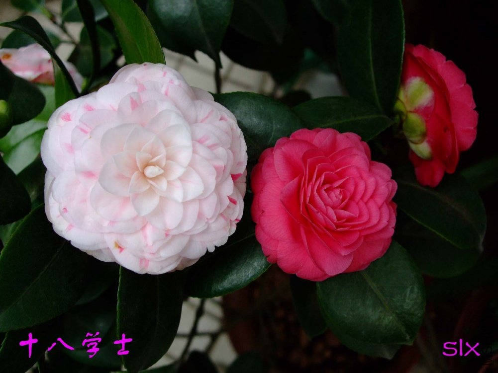 ʮ��ѧʿ11-3-9f (2).jpg