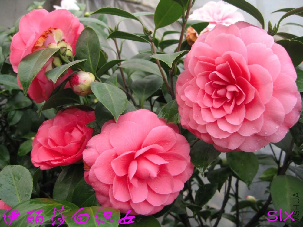 ����ɯ��֯Ů11-3-9c (1).jpg