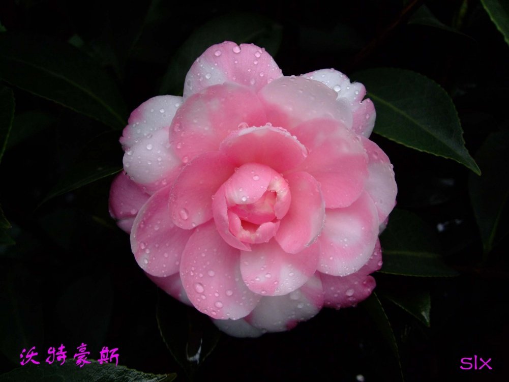 ���غ�˹11-3-9f (1).jpg