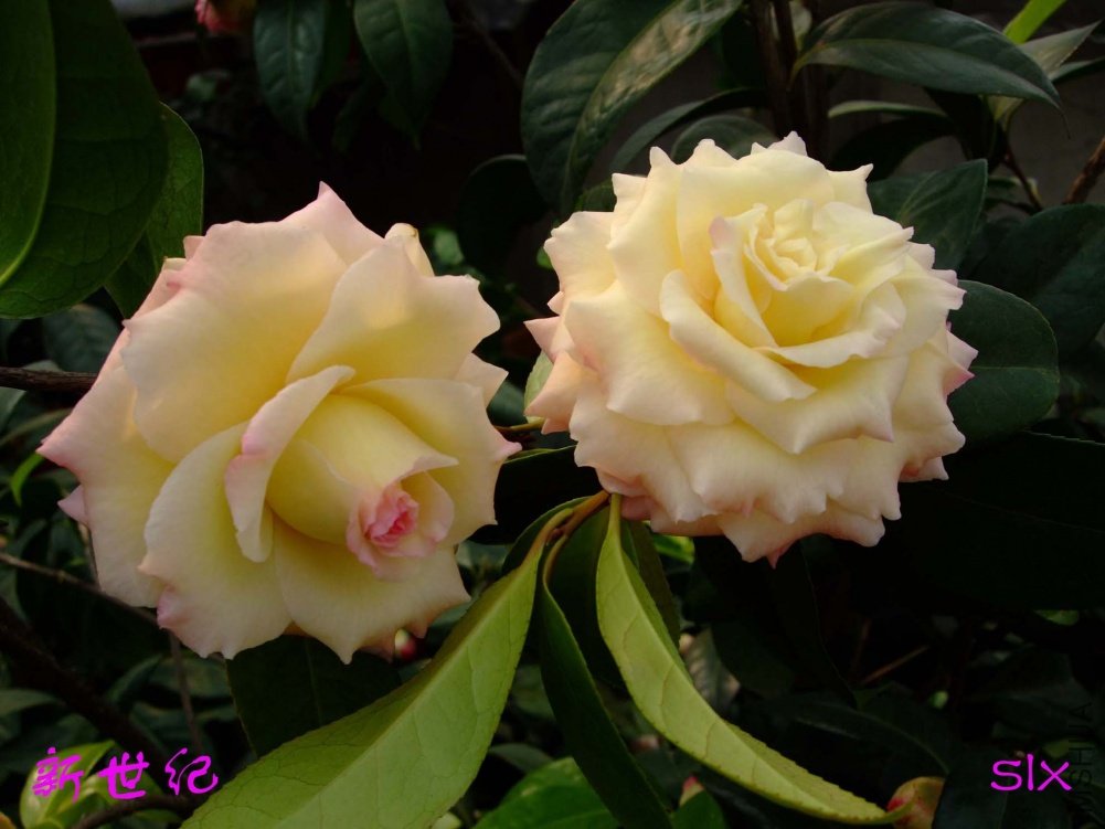 ������11-3-9f (2).jpg