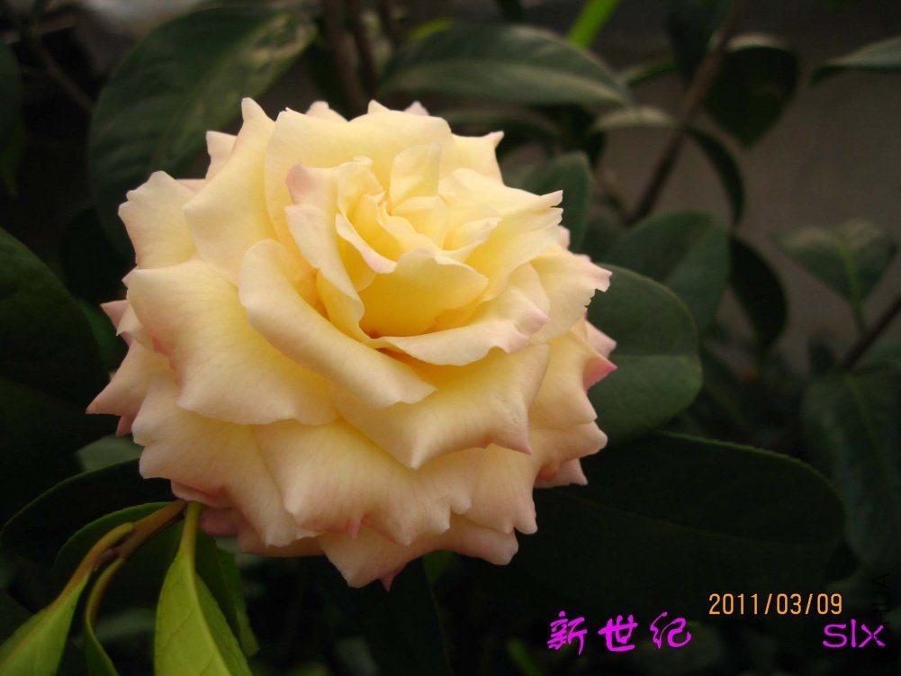 ������11-3-9c (1).jpg