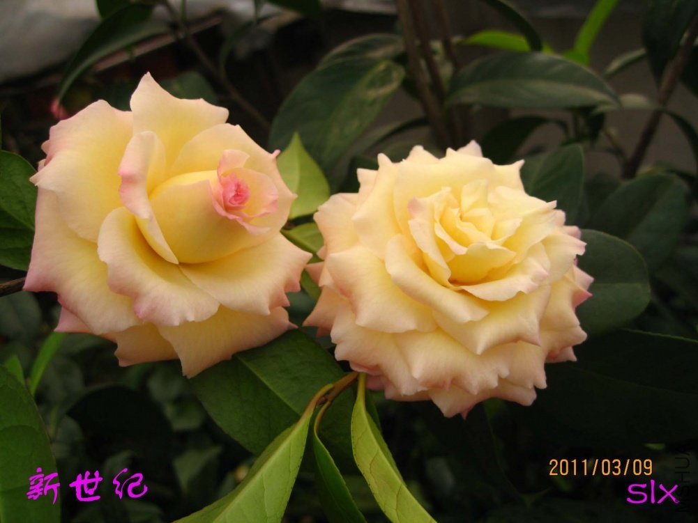 ������11-3-9c (2).jpg