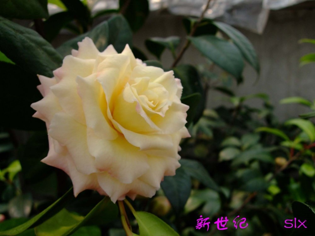 ������11-3-9f (1).jpg