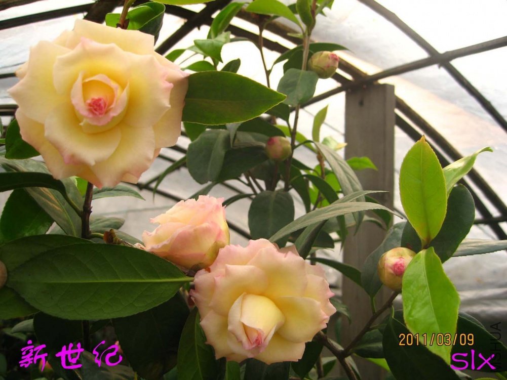 ������11-3-9c (3).jpg