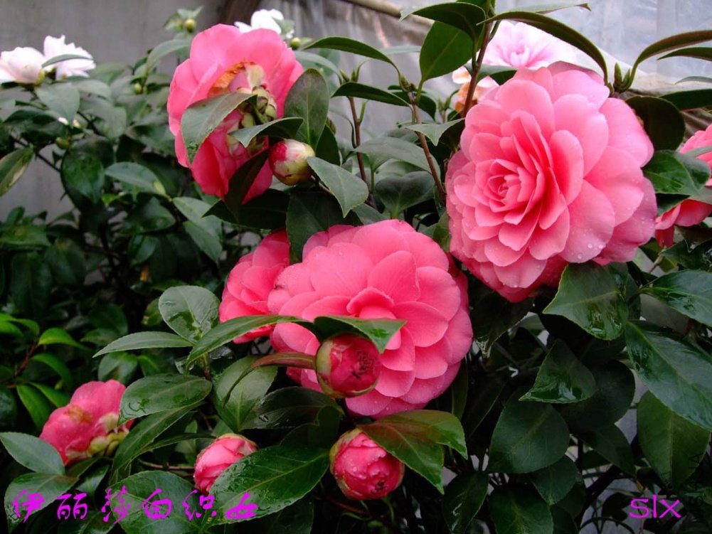 ����ɯ��֯Ů11-3-9f (3).jpg