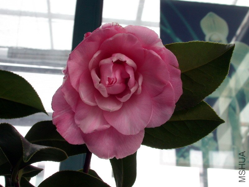 ����ţ����