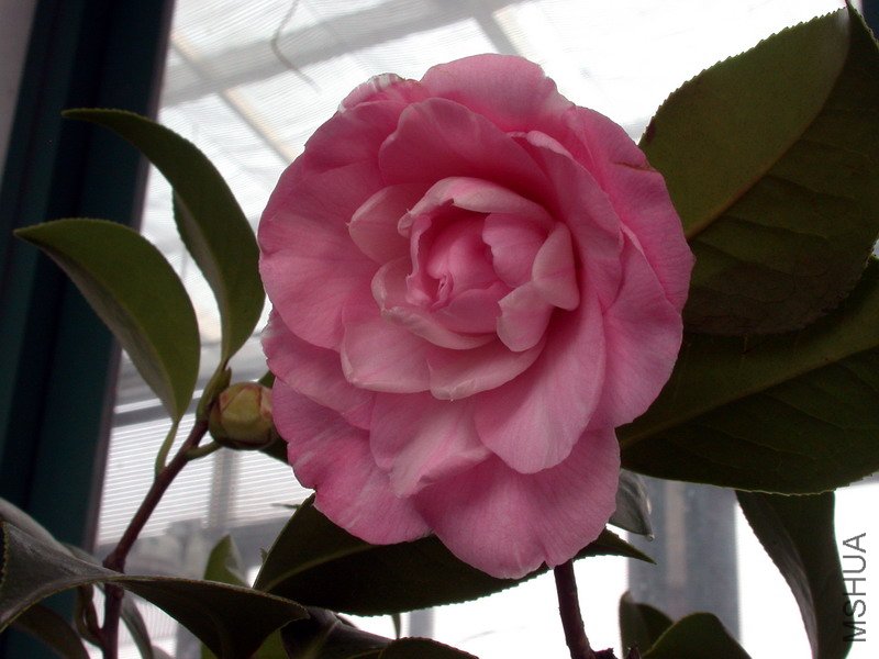 ����ţ����