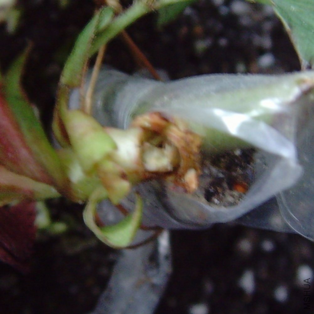 ��ö��ѣ�����һ��Ƥ�����š�