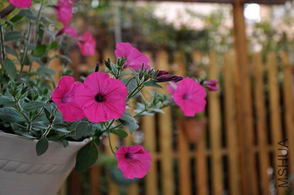 ��ɫ����