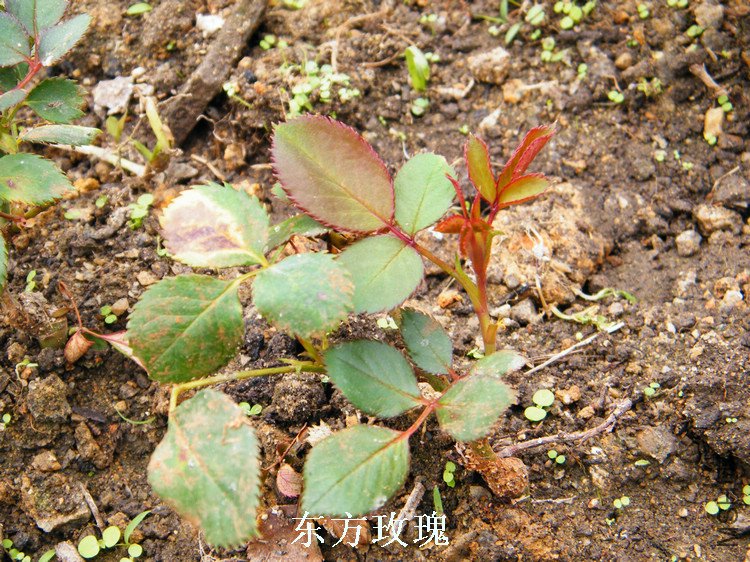 DSCF8278.jpg