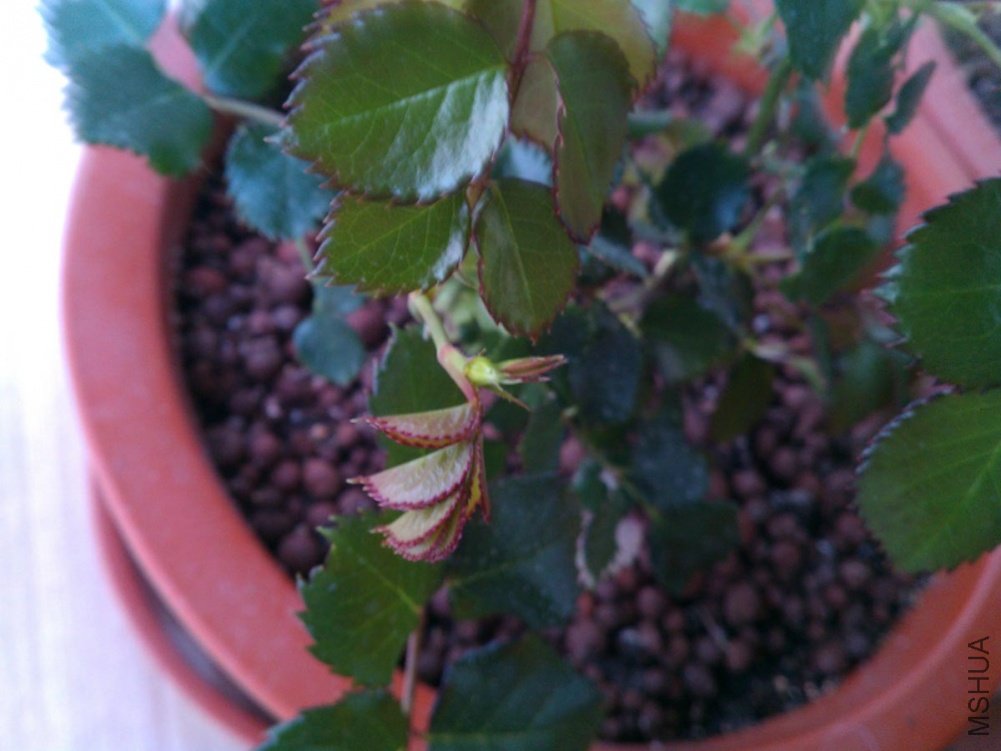 IMAG0036.jpg