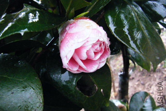 ��Ƭ 051.jpg