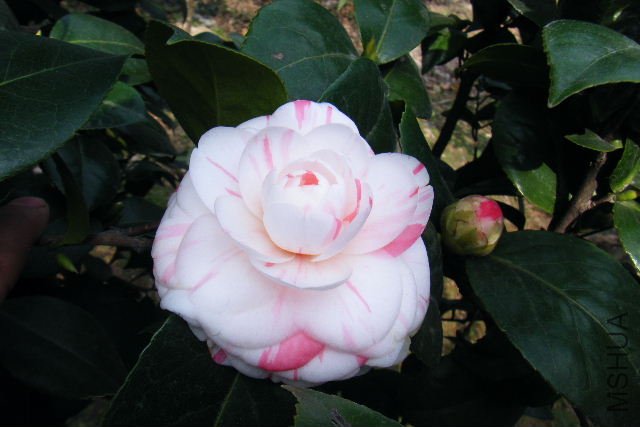 ��Ƭ 034.jpg
