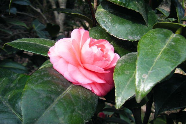 ��Ƭ 033.jpg