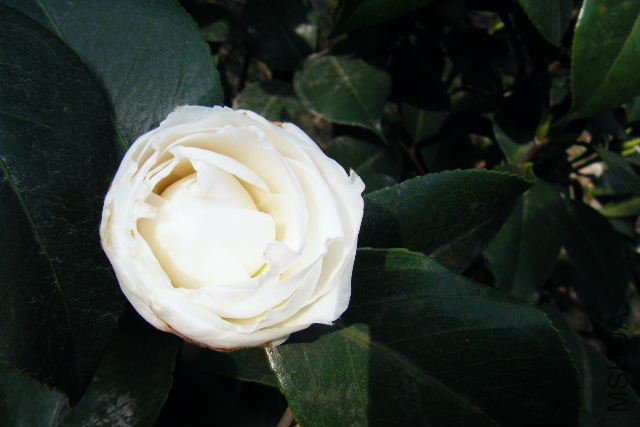 ��Ƭ 035.jpg