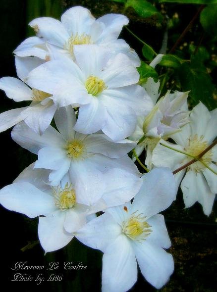 Mevrouw Le Coultre b.jpg