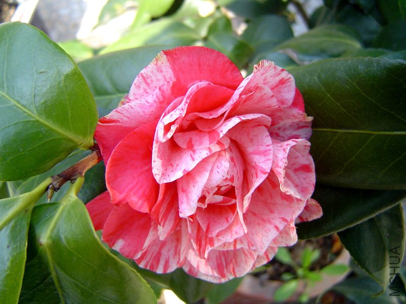 2011����3.JPG