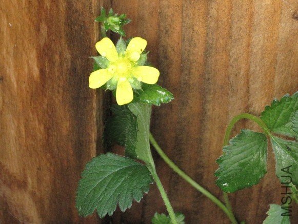 yellow flower 2.jpg