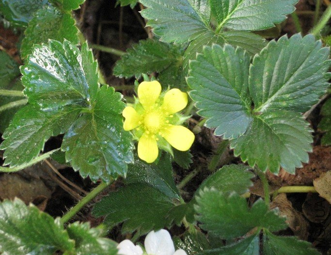 yellow flower.jpg