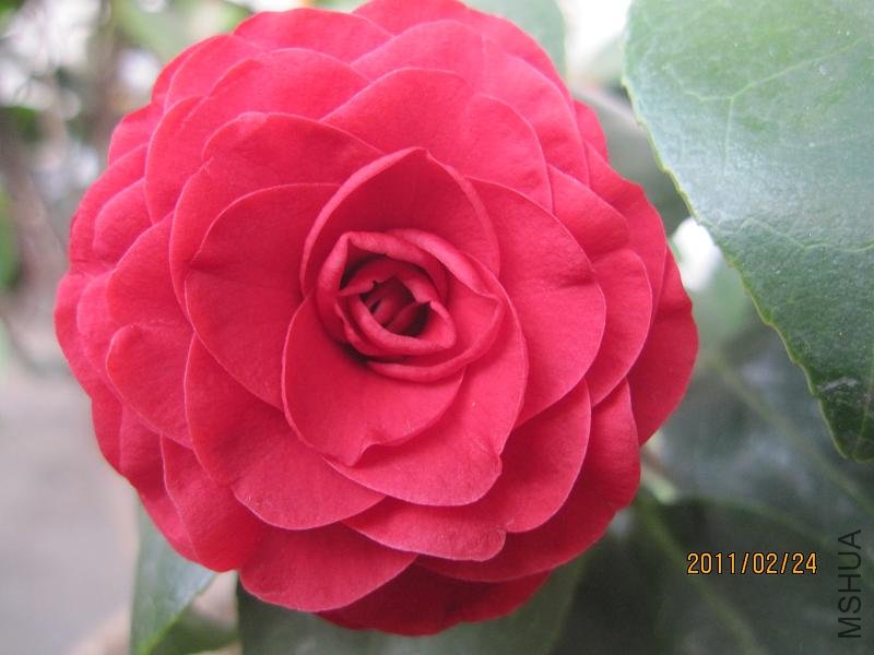 beiladameigui20110224 0051.JPG