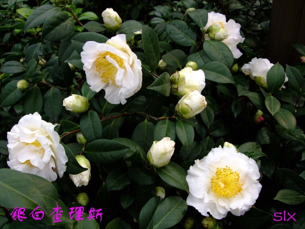 ���� 11-3-11f (4).jpg