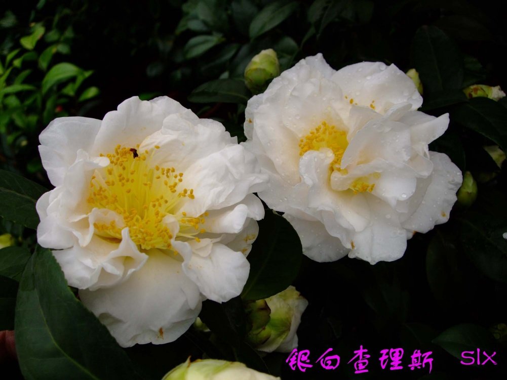 ���� 11-3-11f (2).jpg