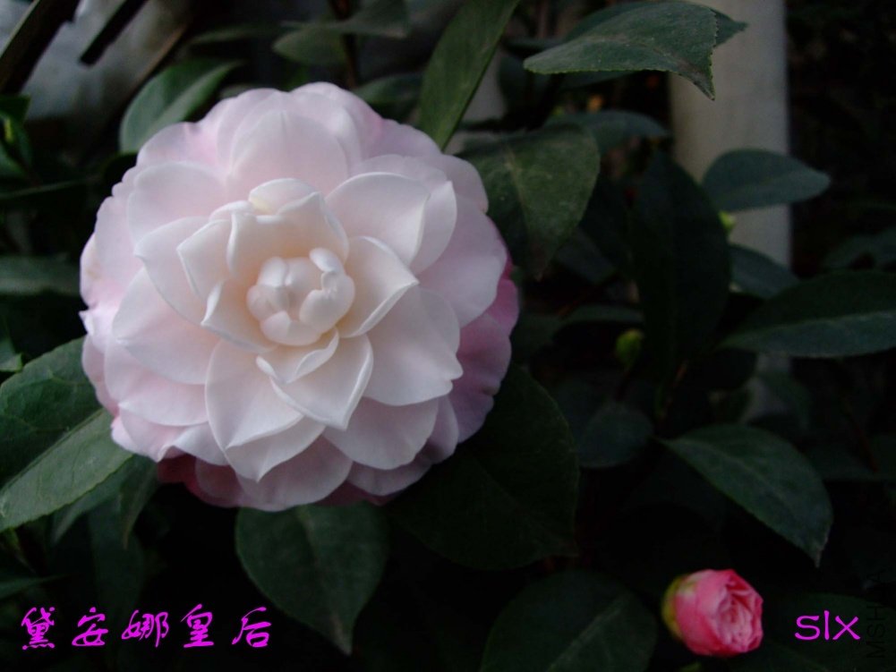 �찲�Ȼʺ�11-3-11f (2).jpg