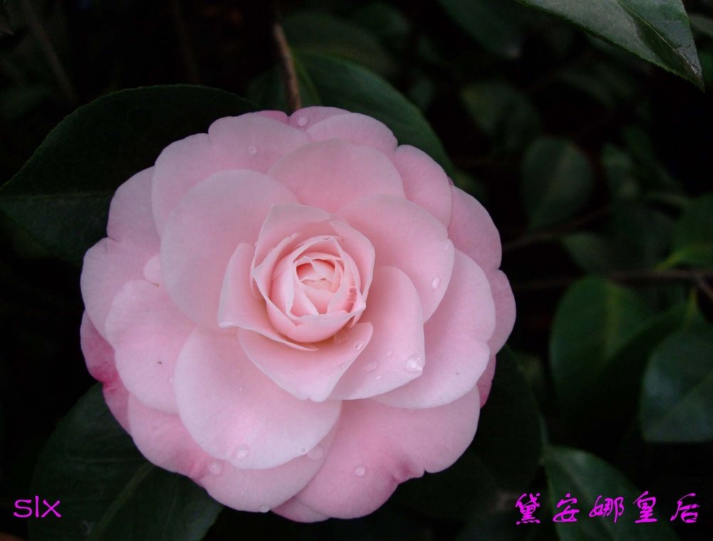 �찲�Ȼʺ�11-3-11f (1).jpg