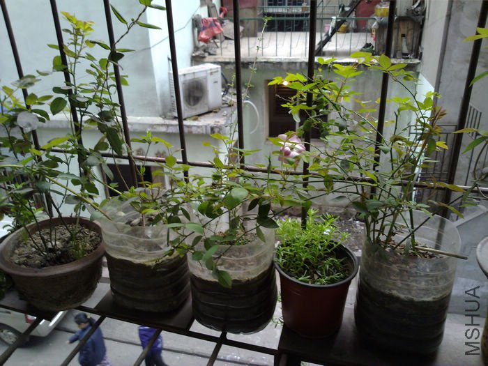 nEO_IMG_20110311578.jpg