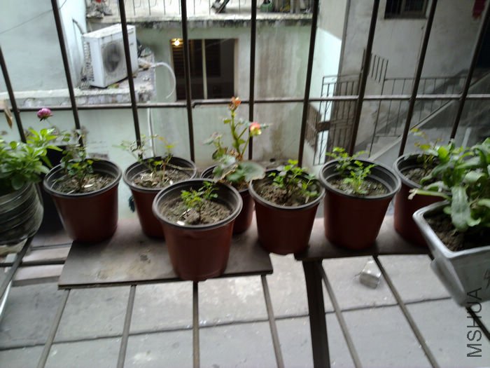 nEO_IMG_20110311576.jpg