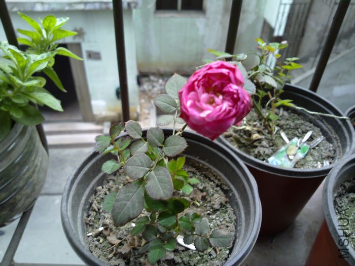 nEO_IMG_20110311577.jpg