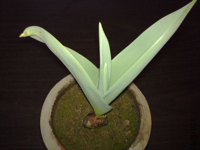 nEO_IMG_20110311530.jpg