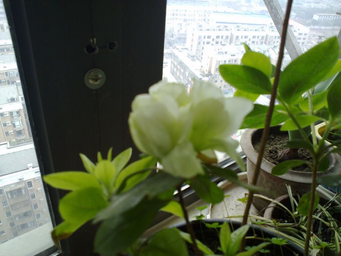 nEO_IMG_20110311529.jpg