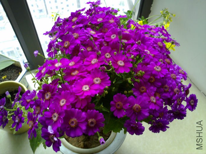 nEO_IMG_20110311543.jpg