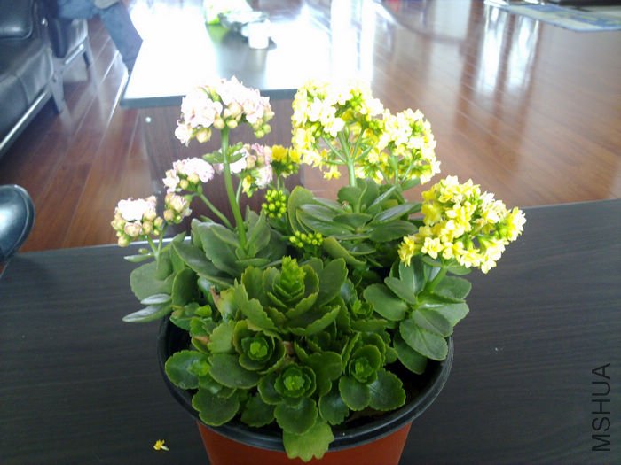 nEO_IMG_20110311521.jpg