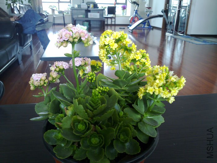 nEO_IMG_20110311522.jpg