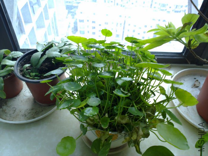 nEO_IMG_20110311533.jpg