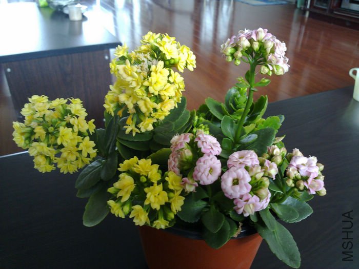nEO_IMG_20110311520.jpg