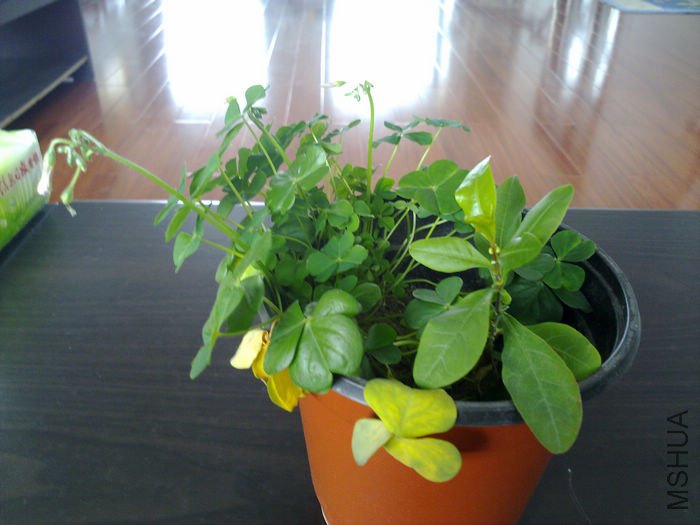 nEO_IMG_20110311526.jpg