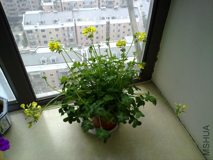 nEO_IMG_20110311540.jpg
