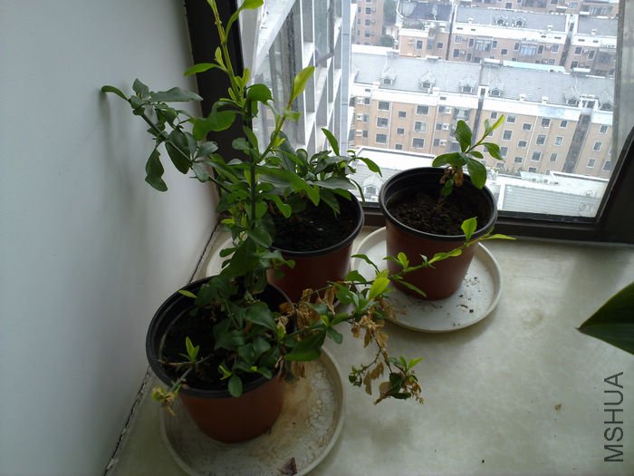 nEO_IMG_20110311539.jpg